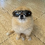 Kori The Pom KORI 图标