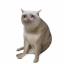 Cash Cat CASHCAT 图标
