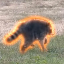 Jimothy The Raccoon JIMOTHY 图标